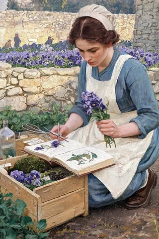 Violette 名字源頭意象圖